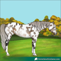 Horse Color:Gray Silver Brown Dun Near Leopard 