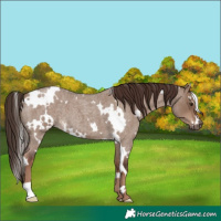 Horse Color:White Spotted Liver Red Dun Roan 