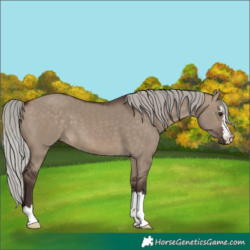 Horse Color:Silver Brown Dun 