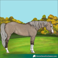 Horse Color:Silver Brown Dun 