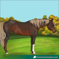 Horse Color:Liver Chestnut
