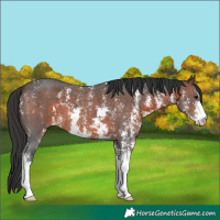 Horse Color:Brown Sabino
