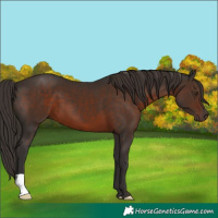 Horse Color:Liver Chestnut 