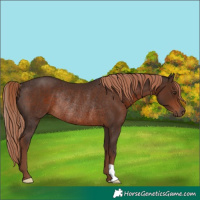 Horse Color:Liver Chestnut Rabicano 