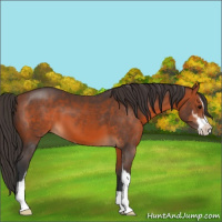 Horse Color:Bay Sabino 