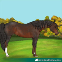 Horse Color:Liver Chestnut 