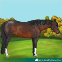 Horse Color:Brown 