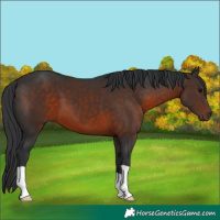 Horse Color:Brown 