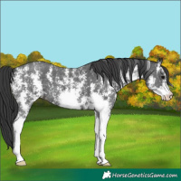 Horse Color:Black Sabino 