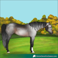 Horse Color:Gray Brown 