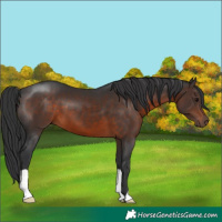 Horse Color:Brown 