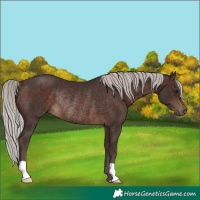 Horse Color:Silver Brown Rabicano 