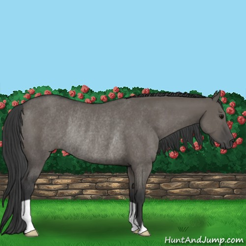 Horse Color:Grullo Rabicano 