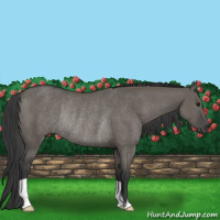 Horse Color:Grullo Rabicano 