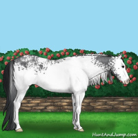 Horse Color:White Spotted Blue Roan 