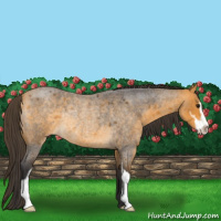 Horse Color:Buckskin Roan Sabino Rabicano
