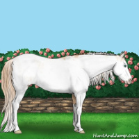 Horse Color:Smoky Black Pearl Sabino Rabicano