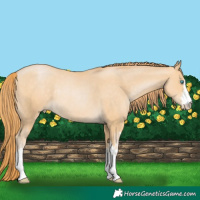 Horse Color:White Spotted Buckskin Pearl Rabicano