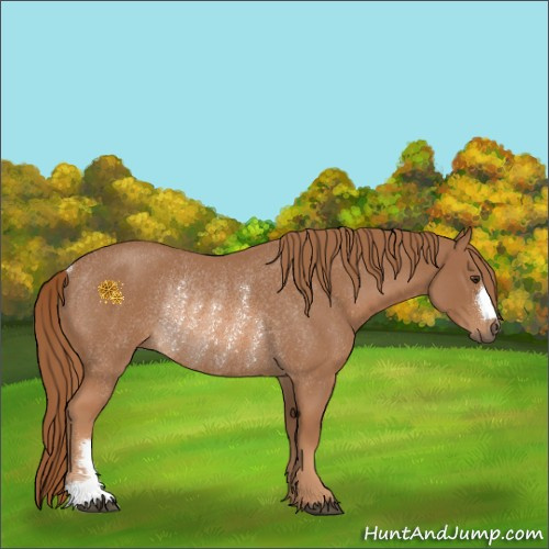 Horse Color:Red Roan Rabicano 