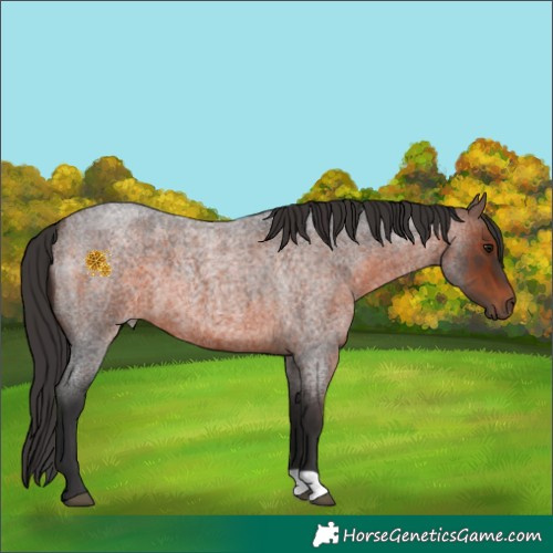 Horse Color:Brown Roan 