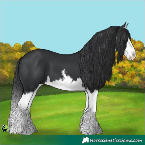 Horse Color:White Spotted Black Splash 