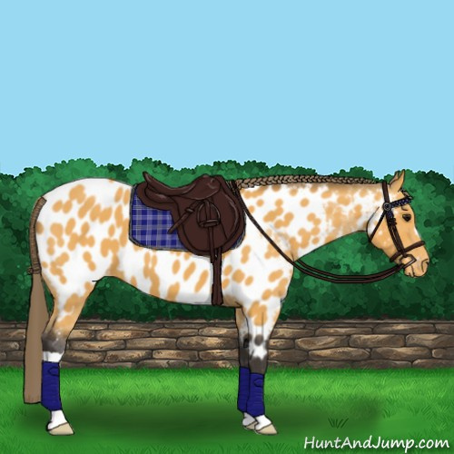 Horse Color:Buckskin Appaloosa 