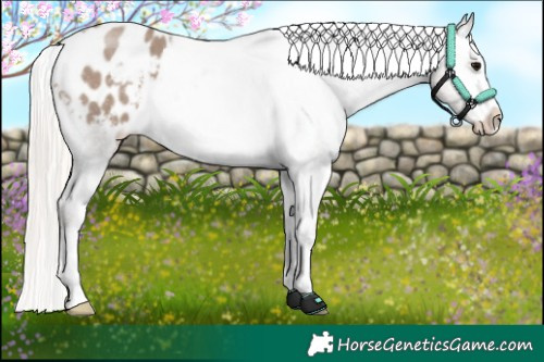 Horse Color:Silver Grullo Sabino Appaloosa