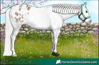 Horse Color:Silver Grullo Sabino Appaloosa 