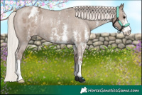 Horse Color:Silver Grullo Sabino Appaloosa 