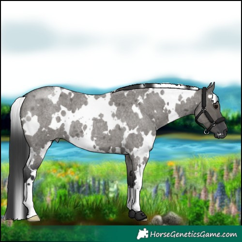 Horse Color:White Spotted Grullo Roan