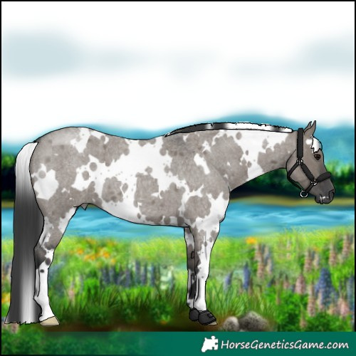 Horse Color:White Spotted Grullo Roan 