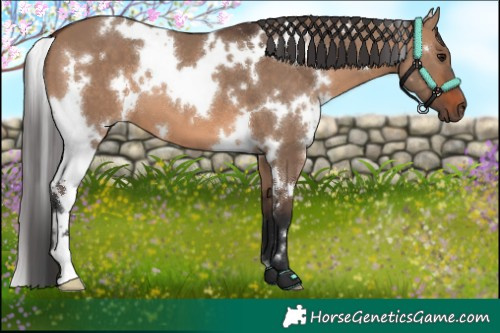Horse Color:White Spotted Brown Dun 