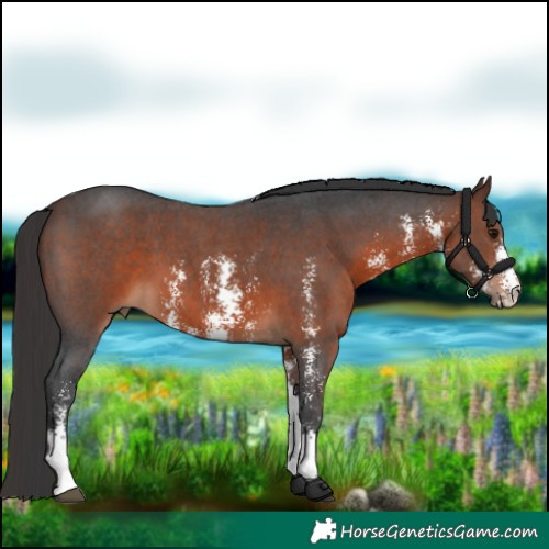 Horse Color:Brown Sabino