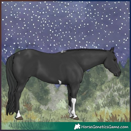 Horse Color:Black Tobiano