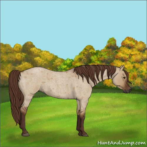 Horse Color:Gray Red Dun Roan 