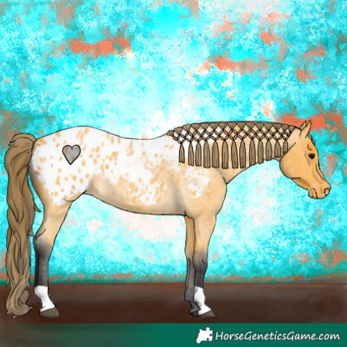 Horse Color:Buckskin Roan Appaloosa