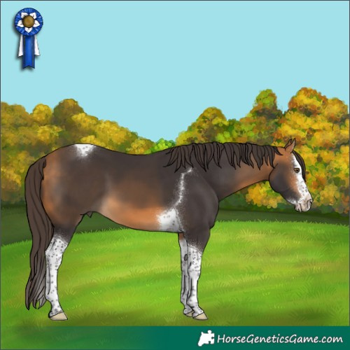 Horse Color:Buckskin Splash Tobiano 