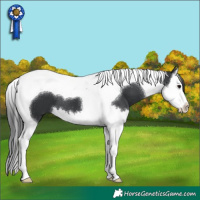 Horse Color:Black Splash Tobiano 