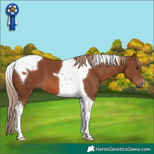 Horse Color:Chestnut Tobiano 
