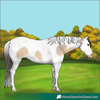 Horse Color:Bay Dun Splash Tobiano 