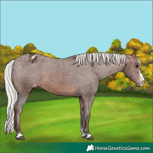 Horse Color:Silver Brown Sabino Appaloosa 