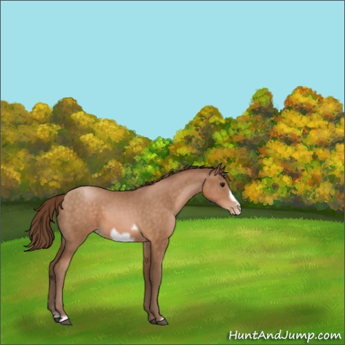 Horse Color:Brown Pearl Frame 