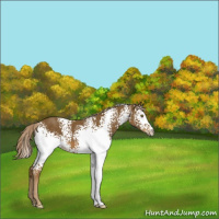 Horse Color:White Spotted Chocolate Palomino 