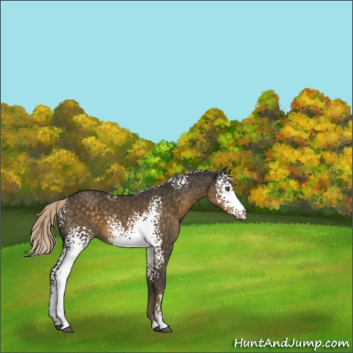 Horse Color:White Spotted Chocolate Palomino
