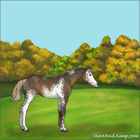 Horse Color:White Spotted Chocolate Palomino 