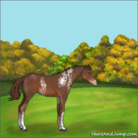 Horse Color:White Spotted Liver Chestnut 