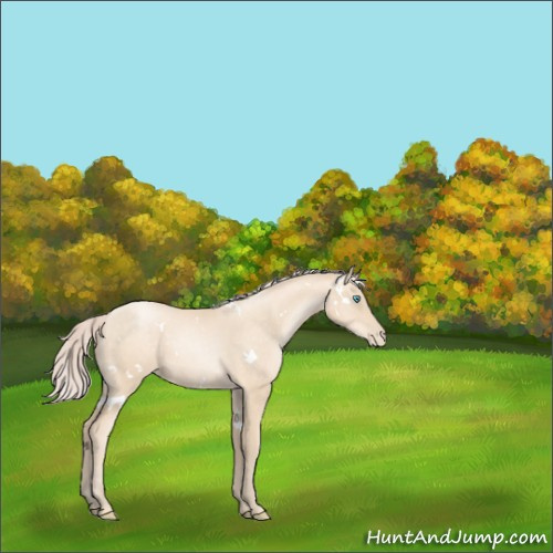Horse Color:White Spotted Gold Cream Champagne Pearl