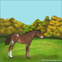 Horse Color:White Spotted Liver Chestnut 