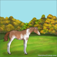 Horse Color:White Spotted Chestnut 