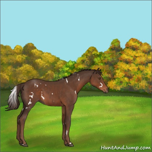 Horse Color:White Spotted Liver Chestnut